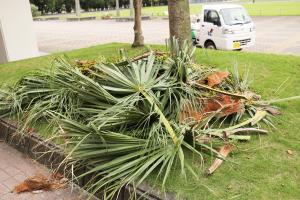 伐採された植樹