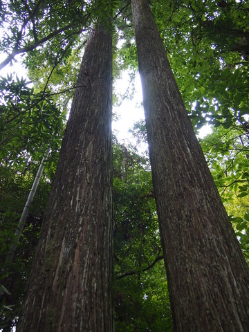 白鳥神社の広葉杉