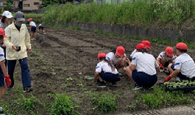 畑へ移植