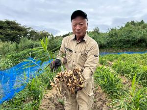 耕作放棄地にて作付けされた無農薬生姜